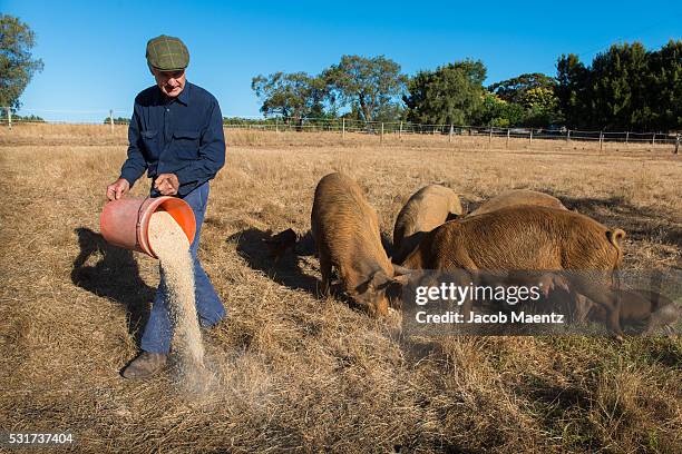 an organic farmer feeding his pigs - rancher photos et images de collection