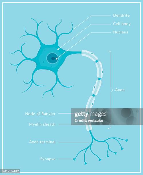 - neuron - medical diagram stock-grafiken, -clipart, -cartoons und -symbole