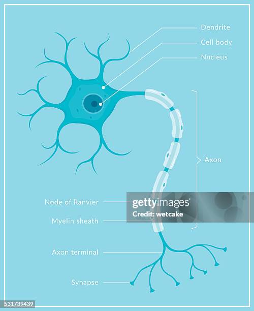 3 100点の神経細胞全般イラスト素材 Getty Images 3 100点の神経細胞全般イラスト素材 Getty Images
