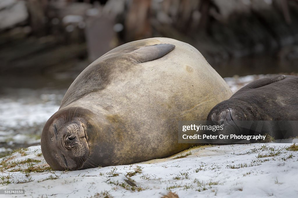 Elephant Seal Mother and Baby