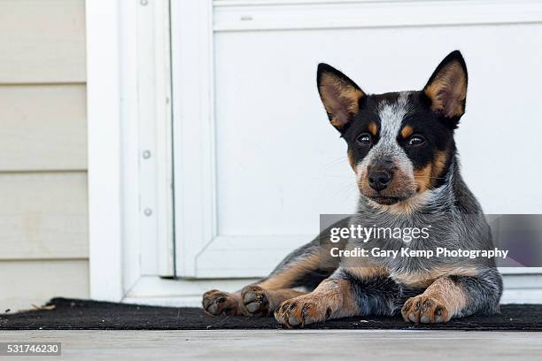 guard dog - australian cattle dog imagens e fotografias de stock