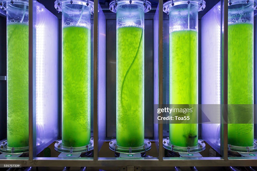 Photobioreactor in lab algae fuel biofuel industry.