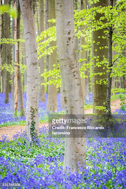 hallerbos, belgium. bluebells forest - iacomino belgium foto e immagini stock