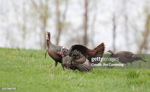 wild turkey family - wild turkey imagens e fotografias de stock