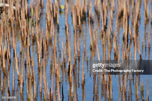 Mexican Reeds Gulf Of Mexico Grass Photos and Premium High Res Pictures - Getty Images