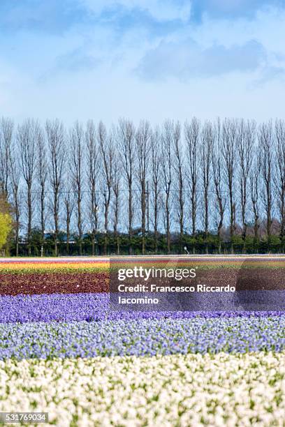 tulip fields in holland - iacomino netherlands stock pictures, royalty-free photos & images