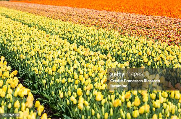 tulip fields in holland - iacomino netherlands foto e immagini stock
