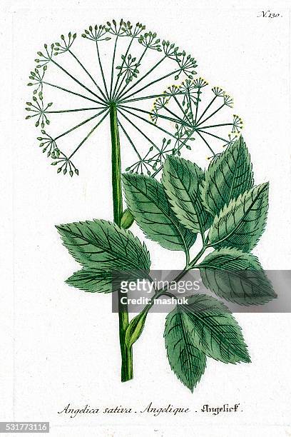 angelica culinary and medicinal herb - angelica stock illustrations