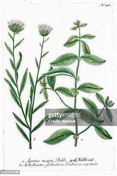 aparine and aphyllanthes medicinal herbs - galium stock illustrations