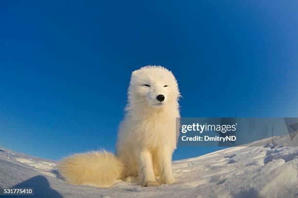 polar fox observes tundra. - arctic fox stock pictures, royalty-free photos & images