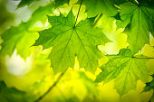 Green Maple leaf in springtime
