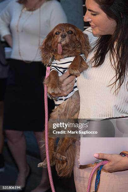 Internet Dog "Toast" attends the 20th Annual Webby Awards at Cipriani Wall Street on May 16, 2016 in New York City.