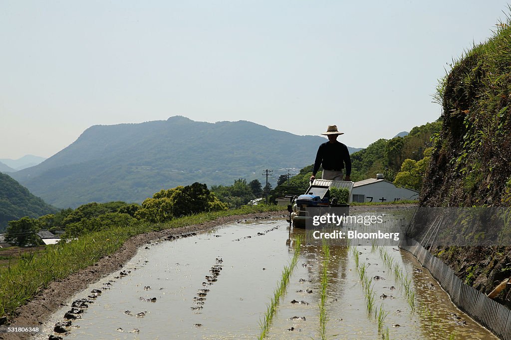 Rice Planting in Terraced Paddy Fields Ahead of GDP Figures