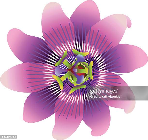 102 Ilustraciones de Pasiflora - Getty Images 102 Ilustraciones de Pasiflora - Getty Images