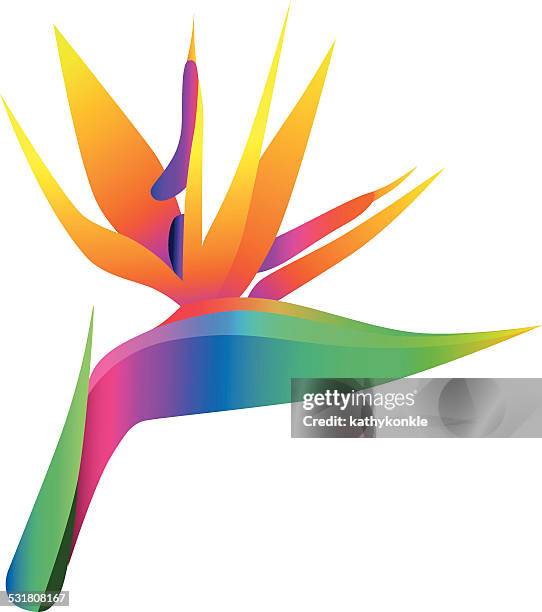 tropical rainforest bird of paradise flower head - bird of paradise stock illustrations