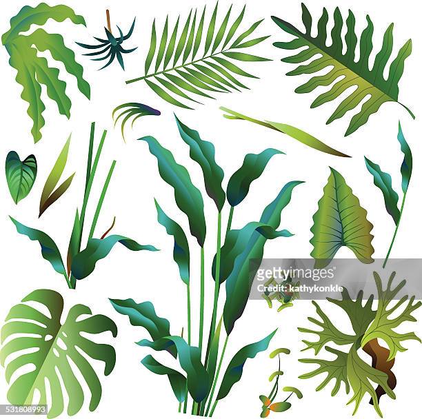 ilustraciones, imágenes clip art, dibujos animados e iconos de stock de varias hojas verdes selva tropical - árbol tropical