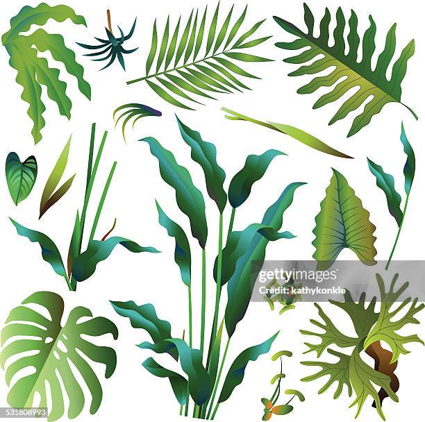 various green tropical rainforest leaves - tropical tree stock illustrations