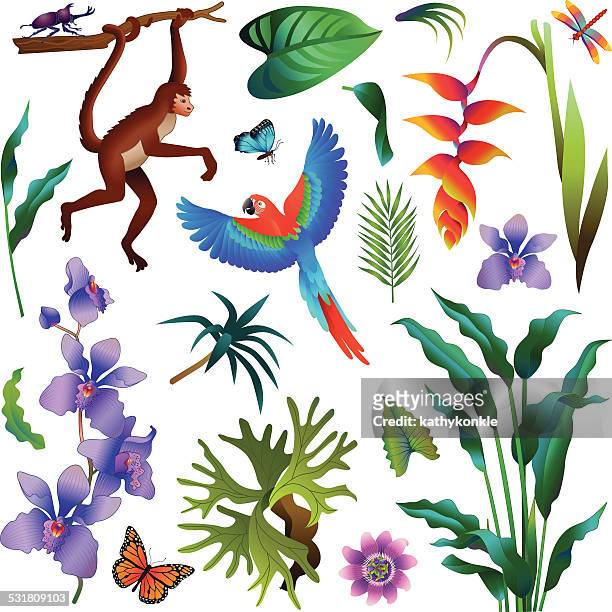 stockillustraties, clipart, cartoons en iconen met various tropical amazon rainforest plants and animals - aap