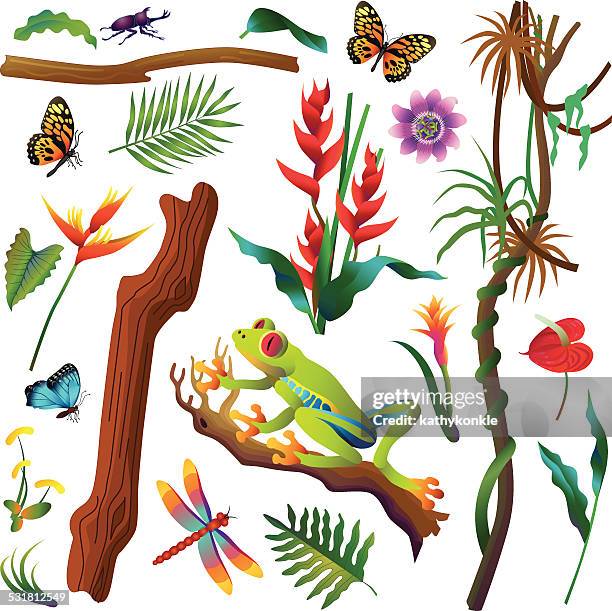 bildbanksillustrationer, clip art samt tecknat material och ikoner med various tropical amazon rainforest plants and animals - amazonasregionen