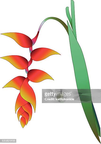 tropischer regenwald orange heliconia blüte - heliconia stock-grafiken, -clipart, -cartoons und -symbole