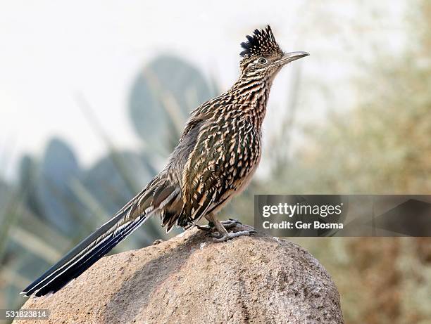 alert californian greater roadrunner - correcaminos fotografías e imágenes de stock