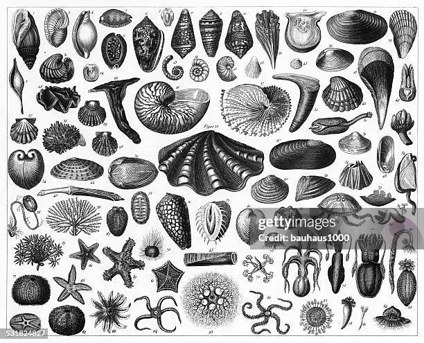 illustrations, cliparts, dessins animés et icônes de coquillages et sea life objet gravé - pointe sèche