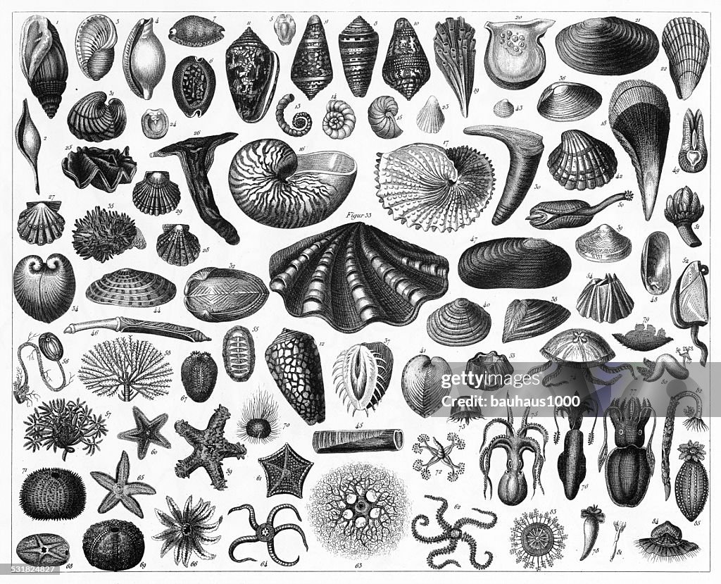 Seashell and Sea Life Engraving