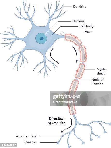 neuron diagram - dendrite stock illustrations