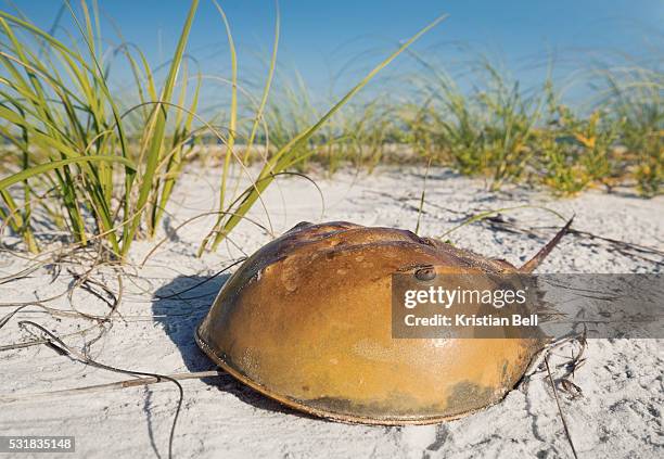 horseshoe crab (limulus polyphemus) on sandy gulf coast beach - granchio reale foto e immagini stock
