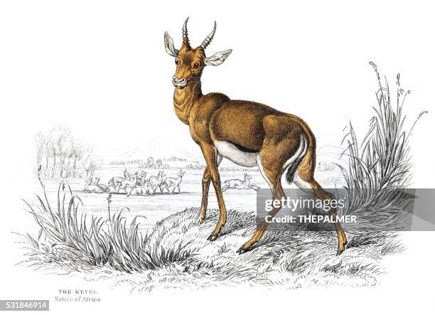 ilustraciones, imágenes clip art, dibujos animados e iconos de stock de los 1855 kevel común grabado - springbok deer