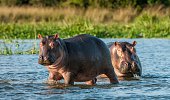 Hippopotamus in the water.
