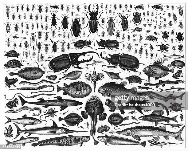 ilustrações, clipart, desenhos animados e ícones de peixe e insetos engraving - espadarte