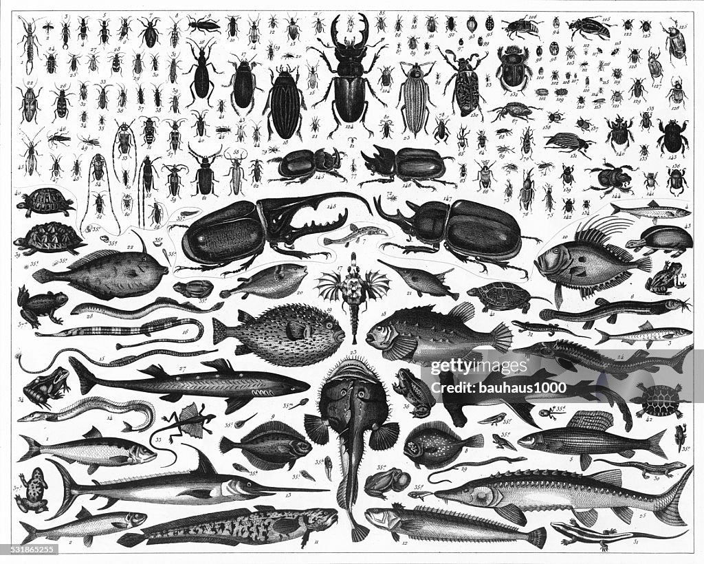 Fish and Insects Engraving