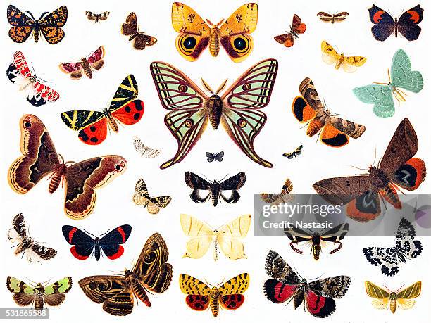 illustrations, cliparts, dessins animés et icônes de des papillons - papillon de nuit