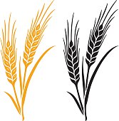 Ears of Wheat, Barley or Rye