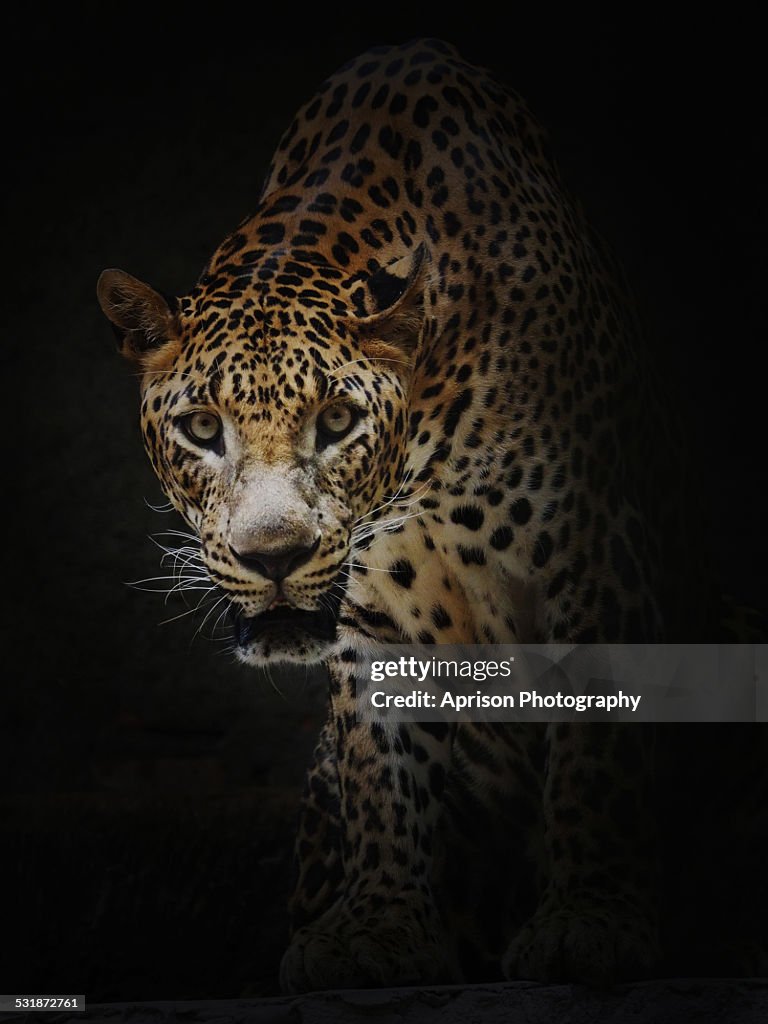 A portrait of curious Leopard