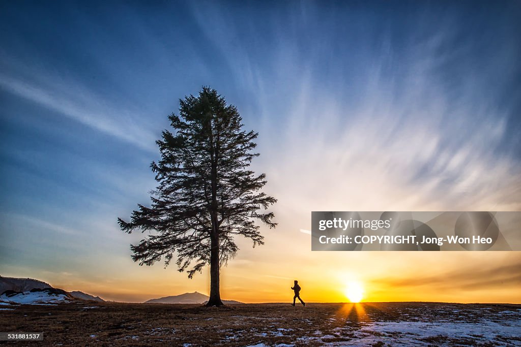Treeview Sunset A Tree In The Sunset High-Res Stock Photo - Getty Images