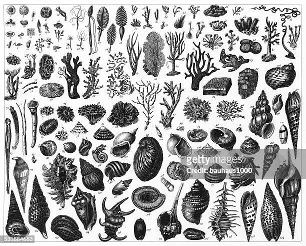 sea life-gravur - meeresalge stock-grafiken, -clipart, -cartoons und -symbole
