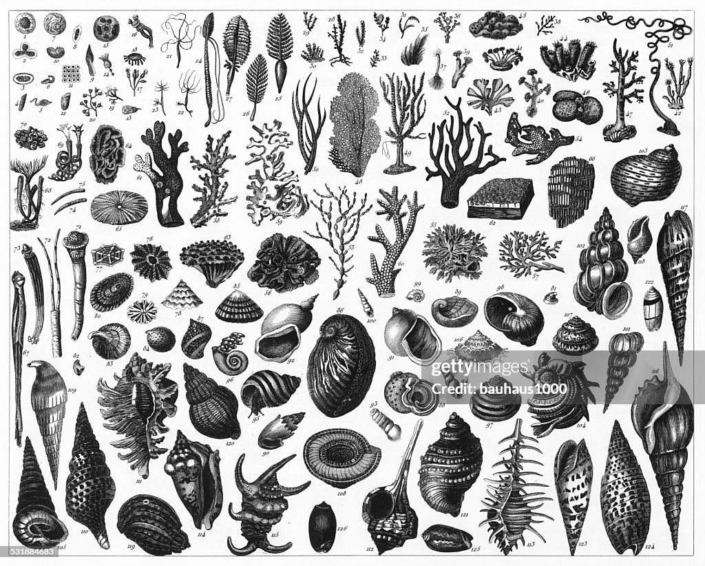 Black and White Sea life engraving