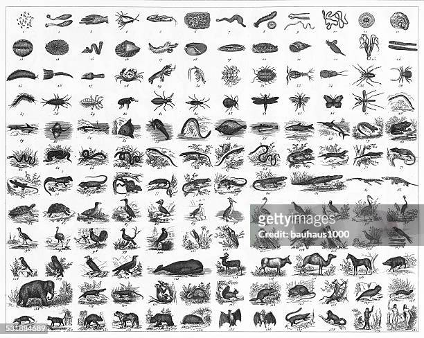 stockillustraties, clipart, cartoons en iconen met animal species classification engraving - pijlinktvis