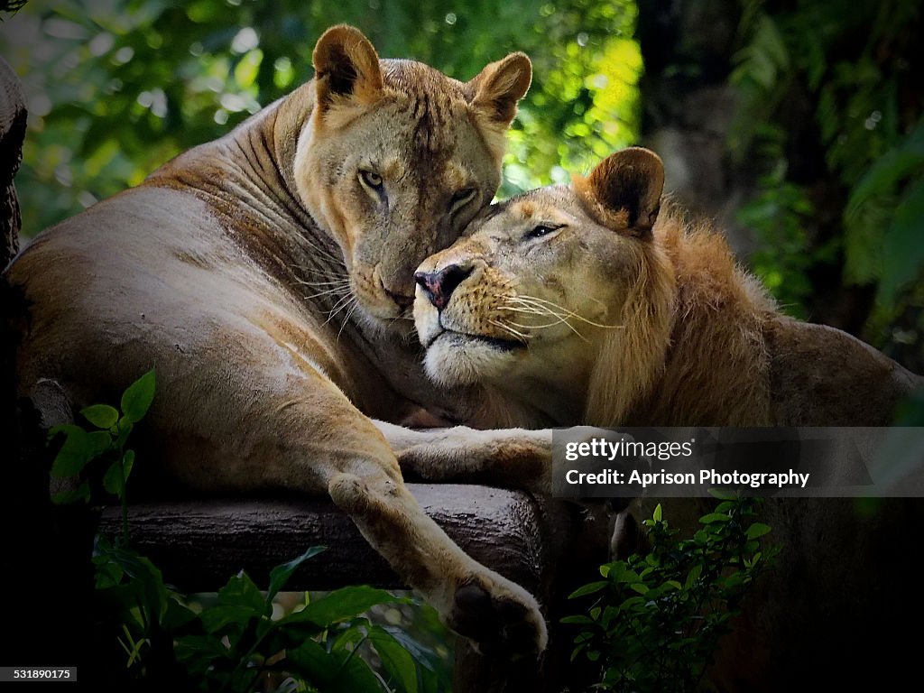 Lion Love A Pair Of African Lions High-Res Stock Photo - Getty Images Lion Love A Pair Of African Lions High-Res Stock Photo - Getty Images