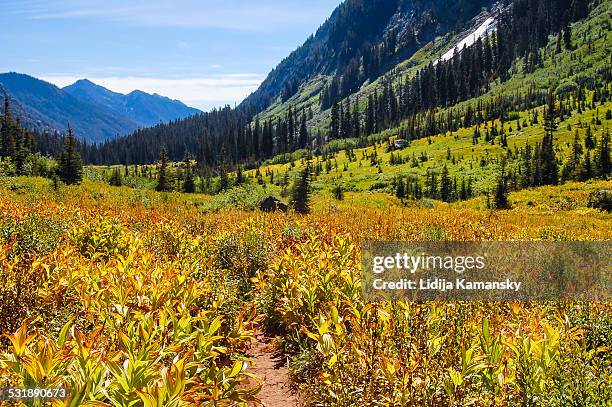 spider meadow in early autumn - korktanne stock-fotos und bilder