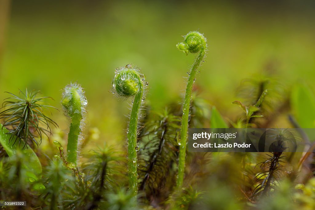 Hay-scented fern (Dennstaedtia punctilobula) shoots in rain