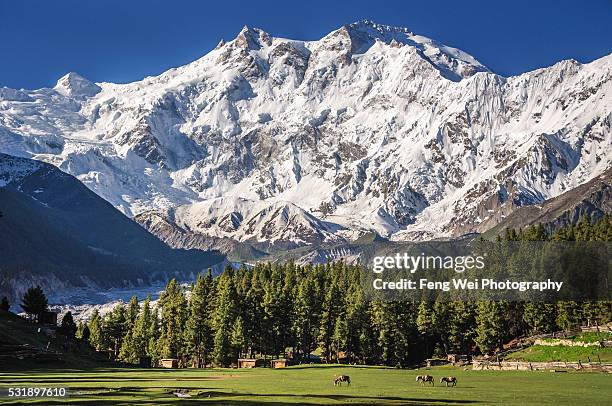 summer scenery at fairy meadows, gilgit-baltistan, pakistan - nanga parbat stock pictures, royalty-free photos & images