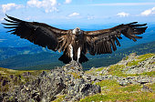 vulture  against rocky background