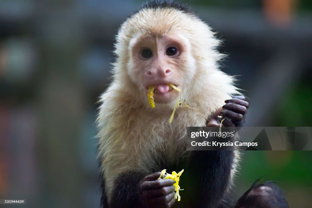 A white-headed Capuchin eating a fruit