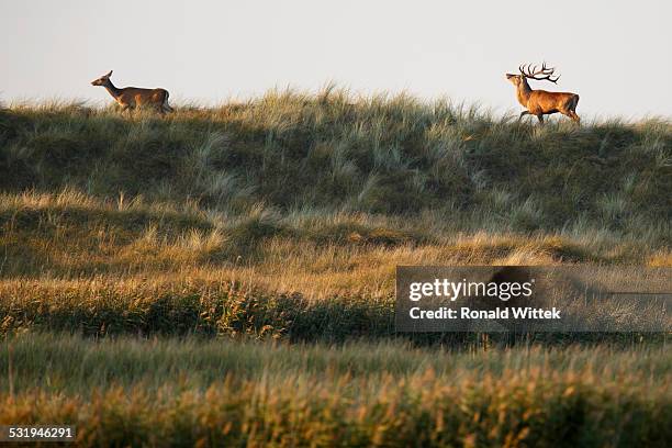 Rotwild Rudel 95 Rotwild Stock Photos, High-Res Pictures, and Images - Getty Images