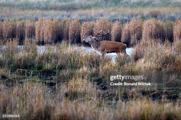 Rotwild Rudel 95 Rotwild Stock Photos, High-Res Pictures, and Images - Getty Images