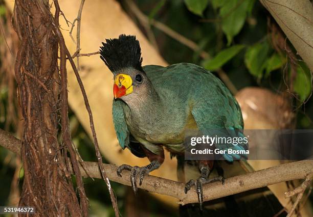 african great blue turaco in a tree - great blue turaco stock pictures, royalty-free photos & images