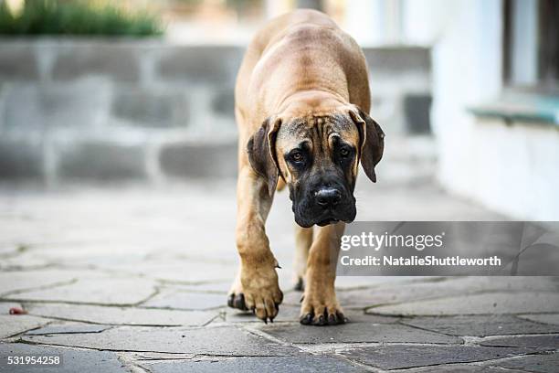 grumpy faced mastiff - mastiff stock-fotos und bilder